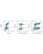 Anti-Human CD25/IL-2RA (BC96) Proteintech  65096-1-Ig