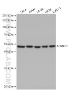 SNIP1 Recombinant monoclonal antibody Proteintech  82962-1-RR