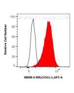 Anti-Human CX3CL1 Rabbit Recombinant Antibody Proteintech  98595-2-RR