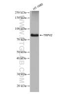 TRPV2 Recombinant monoclonal antibody Proteintech  83022-1-RR