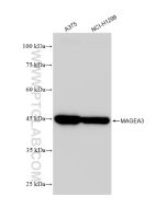 MAGEA3 Recombinant monoclonal antibody Proteintech  83480-5-RR