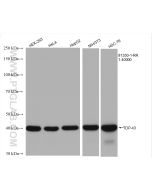 TDP-43 (C-terminal) Recombinant monoclonal antibody Proteintech  81350-1-RR