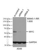 c-MYC Recombinant monoclonal antibody Proteintech  80845-1-RR