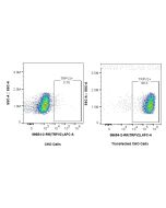 Anti-Human TRPV2 Rabbit Recombinant Antibody Proteintech  98654-2-RR