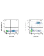 Anti-Human CD36 Rabbit Recombinant Antibody Proteintech  98132-1-RR