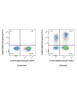 FcZero-rAb? CoraLite? Plus 488 Anti-Human IFN-gamma Rabbit Recombinant Antibody Proteintech  CL488-FcA98187