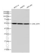 Osteopontin Recombinant monoclonal antibody Proteintech  83341-1-RR