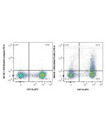 Anti-Mouse CD64 Rabbit Recombinant Antibody Proteintech  98218-1-RR