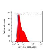 Anti-Human CD55 (JS11) Proteintech  65271-1-Ig