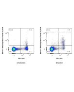 Anti-Human Tissue Factor/CD142 Rabbit Recombinant Antibody Proteintech  98104-1-RR