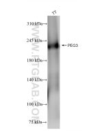 PEG3 Recombinant monoclonal antibody Proteintech  84030-5-RR