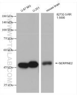 SERPINE2 Recombinant monoclonal antibody Proteintech  82732-5-RR