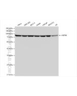 HSP90 Recombinant monoclonal antibody Proteintech  83950-5-RR