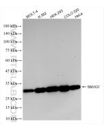 SMUG1 Recombinant monoclonal antibody Proteintech  83771-5-RR