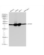 EIF2S1 Recombinant monoclonal antibody Proteintech  82936-8-RR