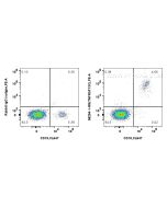 Anti-Human CD268/BAFF-R Rabbit Recombinant Antibody Proteintech  98254-1-RR