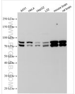 OPA1 Polyclonal antibody Proteintech  27733-1-AP