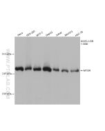 mTOR Recombinant monoclonal antibody Proteintech  81670-1-RR