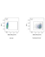 Anti-Mouse LEPR Rabbit Recombinant Antibody Proteintech  98625-2-RR