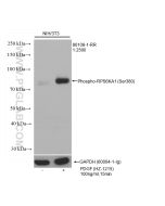 Phospho-RPS6KA1 (Ser380) Recombinant monoclonal antibody Proteintech  80108-1-RR