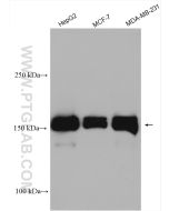 YTHDC2 Polyclonal antibody Proteintech  27779-1-AP