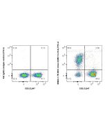 Anti-Mouse MHC Class II (I-A/I-E) (M5/114.15.2) Rat IgG2a Recombinant Antibody Proteintech  65663-1-TR