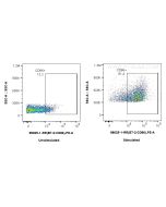 Anti-Mouse CD86 Rabbit Recombinant Antibody Proteintech  98025-1-RR