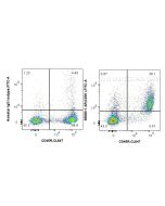 Anti-Mouse CD81 (EAT2) Armenian Hamster IgG2a Recombinant Antibody Proteintech  65680-1-AR