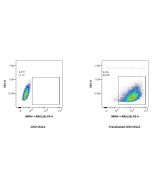 Anti-Human IL-29 Rabbit Recombinant Antibody Proteintech  98504-1-RR