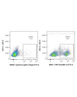 Anti-Rat CD43 (W3/13) Mouse IgG2a Recombinant Antibody Proteintech  65607-1-MR
