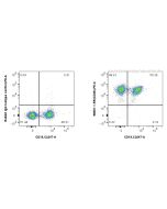 Anti-Mouse CD48 Rabbit Recombinant Antibody Proteintech  98081-1-RR