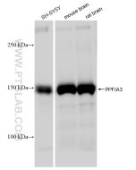 PPFIA3 Recombinant monoclonal antibody Proteintech  83142-4-RR