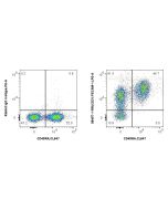 Anti-Rat CD31 Rabbit Recombinant Antibody Proteintech  98457-1-RR