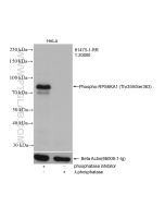 Phospho-RPS6KA1 (Thr359/Ser363) Recombinant monoclonal antibody Proteintech  81475-1-RR