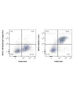 Anti-Mouse CD204 Rabbit Recombinant Antibody Proteintech  98576-2-RR