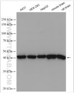 GOT2 Polyclonal antibody Proteintech  14800-1-AP