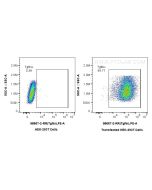 Anti-Mouse TGFBI/BIGH3 Rabbit Recombinant Antibody Proteintech  98667-2-RR