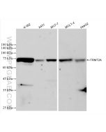TRMT2A Recombinant monoclonal antibody Proteintech  83463-8-RR