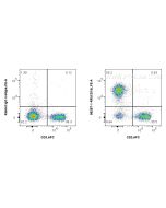 Anti-Mouse CD19 Rabbit Recombinant Antibody Proteintech  98287-1-RR