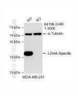 LDHA-Specific Recombinant monoclonal antibody Proteintech  84198-2-RR