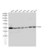 MAEA Recombinant monoclonal antibody Proteintech  83267-1-RR