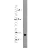 IDH3A Polyclonal antibody Proteintech  15909-1-AP