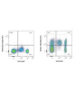 Anti-Human CD84 Rabbit Recombinant Antibody Proteintech  98108-1-RR