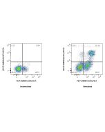 FcZero-rAb? APC Anti-Mouse Ki-67 Rabbit Recombinant Antibody Proteintech  APC-FcA98224