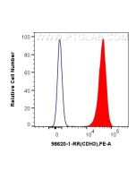 Anti-Human P-cadherin Rabbit Recombinant Antibody Proteintech  98620-1-RR