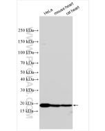 REEP5 Polyclonal antibody Proteintech  14643-1-AP