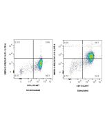 Anti-Human OLR1/LOX1 Rabbit Recombinant Antibody Proteintech  98524-3-RR