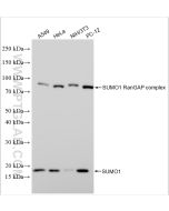 SUMO1 Polyclonal antibody Proteintech  10329-1-AP