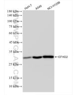 EFHD2 Recombinant monoclonal antibody Proteintech  83264-5-RR