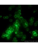 Anti-Mouse CD3e (145-2C11) Proteintech  65060-1-Ig